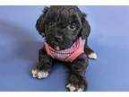 Maltipoo Puppy for sale in Lancaster, PA, USA