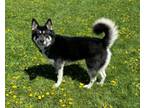 Adopt Bubbles a Siberian Husky, German Shepherd Dog