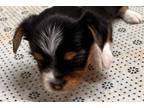 Chorkie Puppy for sale in Springfield, MO, USA