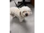 Adopt Snowflake 121788 a Poodle, Mixed Breed