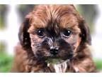 Shih-Poo Puppy for sale in Fayetteville, AR, USA