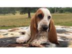 Basset Hound Puppy for sale in Oklahoma City, OK, USA