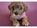 Maltipoo Puppy for sale in Lancaster, PA, USA