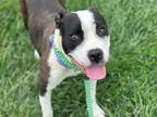 Adopt WILLOW a Pit Bull Terrier, Mixed Breed