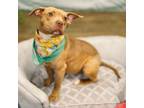 Adopt Reema a Pit Bull Terrier