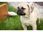 Puggle Puppy for sale in South Bend, IN, USA