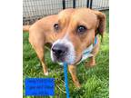 Adopt Amity a Pit Bull Terrier, Hound