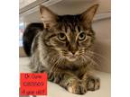 Adopt Dr. Curie is at Petco a Domestic Long Hair, Domestic Short Hair