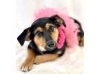 Adopt Lydia a Terrier, Black Mouth Cur