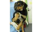 Adopt Lydia a Terrier, Black Mouth Cur