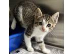 Adopt Quinn a Domestic Short Hair