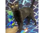 Adopt Mama Mia a Domestic Short Hair