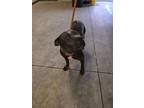 Adopt Francesca a Pit Bull Terrier, Mixed Breed