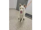 Adopt Eloise a Siberian Husky, Mixed Breed