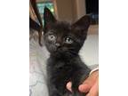 Adopt Blackberry a Domestic Short Hair