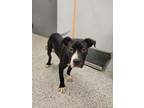 Adopt 55877218 a Terrier, Mixed Breed