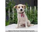 Adopt Chili a Terrier