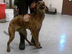 Adopt TIGER LILLY a Catahoula Leopard Dog