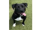 Adopt KIMBER a Pit Bull Terrier, Mixed Breed