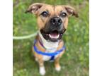 Adopt Ladybug a Mixed Breed