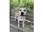Adopt Lily a Terrier