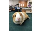 Adopt Caramel *Bonded with Malty* a Guinea Pig