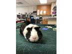 Adopt Malty *Bonded with Caramel* a Guinea Pig