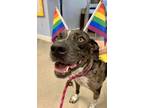 Adopt Dorie a Catahoula Leopard Dog, Mixed Breed