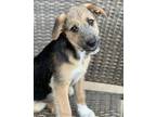 Adopt Candy Lonestar a Scottish Deerhound, Labrador Retriever