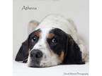 Adopt Athena a Coonhound, Mixed Breed