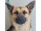 Adopt Rosie a Mixed Breed