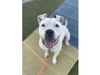 Adopt Poppy a Pit Bull Terrier, Mixed Breed