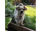 Adopt Missy a Border Terrier