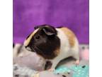 Adopt ARTEMIS a Guinea Pig