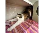 Adopt Talulah a Domestic Long Hair