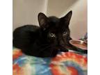 Adopt Cheri a Domestic Short Hair