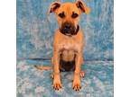 Adopt Enid - FOSTER NEEDED a Pit Bull Terrier