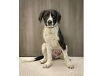 Adopt Reena a German Shorthaired Pointer