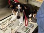 Adopt Moana a Cattle Dog, Mixed Breed