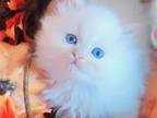 Male Dollface Persian Kitten