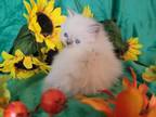 Beautiful Lilac Dollface Persian Kitten