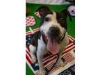 Adopt HAILEY a Pit Bull Terrier