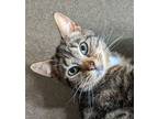 Adopt Hadleigh a Domestic Short Hair