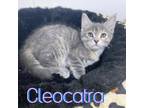 Adopt Cleocatra a Domestic Long Hair