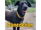 Adopt Danedelion a Great Dane, Mixed Breed