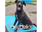 Adopt Danedelion a Great Dane, Mixed Breed