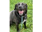 Adopt Nugget a Labrador Retriever