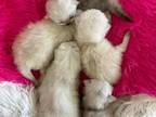 Scottish Fold Kittens Miami