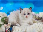 Grand Ragdoll Male Seal Bicolour