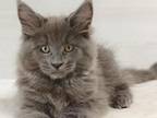 Everest Maine Coon Male Blue